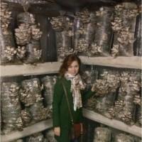 Грибы. Вешенка. Мицелий. Стартовый набор для начинающих