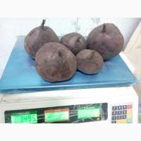 Продам буряк, буряк оптом, буряк Харків