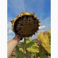 Пропоную!!! насіння соняшника гібрид АЛЬВАРЕЗ(ІМІ)