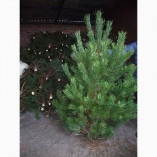 Продам сосну