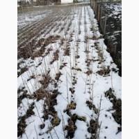 Продам саджанці обліпихи