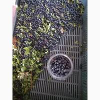 Продам свіжу чорницю
