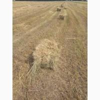 Продам дешево тюки сіна