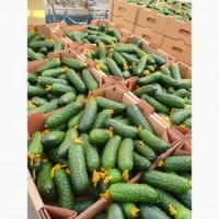 Куплю огурец оптом
