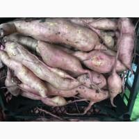 Продам БАТАТ / Украина
