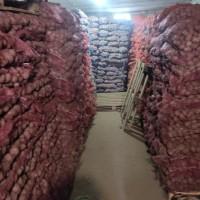 Продам посадкову картоплю, сортівТорнадо, Ред Леді, Лабелла, Белла Роса