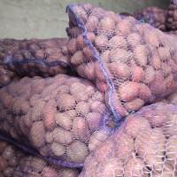 Продам посадкову картоплю, сортівТорнадо, Ред Леді, Лабелла, Белла Роса