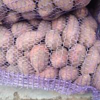 Продам посадкову картоплю, сортівТорнадо, Ред Леді, Лабелла, Белла Роса