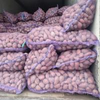 Продам посадкову картоплю, сортівТорнадо, Ред Леді, Лабелла, Белла Роса