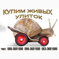 Куплю улитку (равлики) виноградную. Черкассы. Черкасская область