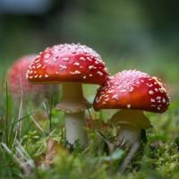 Закупаю грибы Мухомор Красный Мухомор пантерный