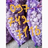 Продам часник любаша 2 репродукція