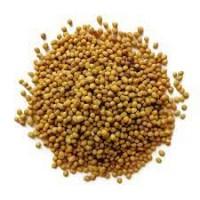 Продам білу гірчицю