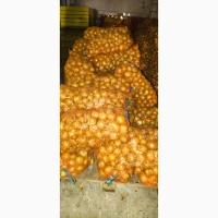 Лук, цибуля сорт Пандеро