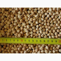 Нут Іордан Насіння нута