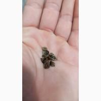 Насіння гречки Пенні та продовольче зерно