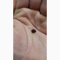 Насіння гречки Пенні та продовольче зерно