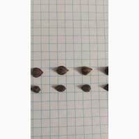 Насіння гречки Пенні та продовольче зерно