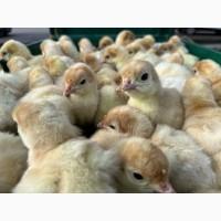 Продаж одноденних індичат Біг 6