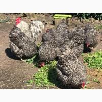 Інкубаційне яйце. Курчата, Орпінгтон лавандовий, червоний, смугастий