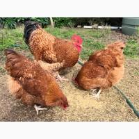 Інкубаційне яйце. Курчата, Орпінгтон лавандовий, червоний, смугастий