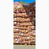 Картопля молода Греція