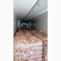 Картопля молода Греція