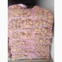 Картопля молода Греція