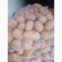 Картопля молода Греція