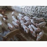 Продам поросят породи Велика біла