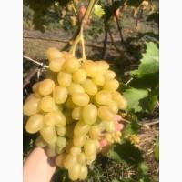 Продам виноград Аркадія, Лора