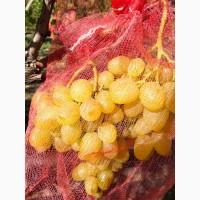 Продам виноград Аркадія, Лора