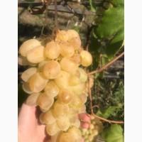 Продам виноград Аркадія, Лора