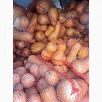 Продаємо гарбуз батернат оптом