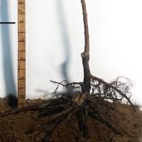 Саджанці абрикоса Вондер Кот - 2-річний