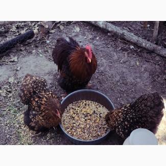 Інкубаційне яйце.(Курчата) Кохінхін - куріпчастий, блакитний, золото. Птиця