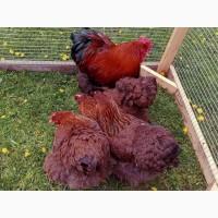 Інкубаційне яйце.(Курчата) Кохінхін - куріпчастий, блакитний, золото. Птиця