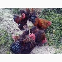 Інкубаційне яйце.(Курчата) Кохінхін - куріпчастий, блакитний, золото. Птиця