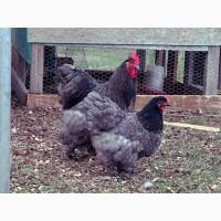 Інкубаційне яйце.(Курчата) Кохінхін - куріпчастий, блакитний, золото. Птиця