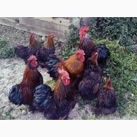 Інкубаційне яйце.(Курчата) Кохінхін - куріпчастий, блакитний, золото. Птиця