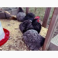 Інкубаційне яйце.(Курчата) Кохінхін - куріпчастий, блакитний, золото. Птиця