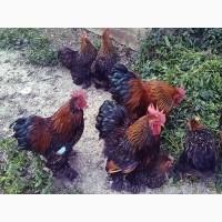 Інкубаційне яйце.(Курчата) Кохінхін - куріпчастий, блакитний, золото. Птиця