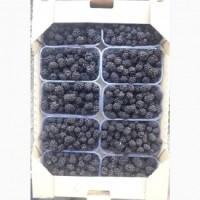 Ожина Єжевіка