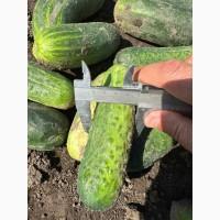 Продам огірок грунтовий оптом вибірка від 7 тонн. Огурец оптом