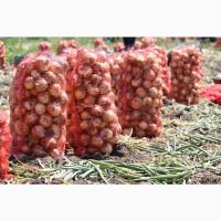 Продаємо на постійній основі цибулю 1-й, 2-й гатунок. Агровиробник, Миколаївська обл