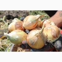 Продаємо на постійній основі цибулю 1-й, 2-й гатунок. Агровиробник, Миколаївська обл