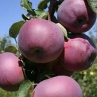 Яблуко З саду