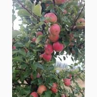 Продам яблука різних сортів