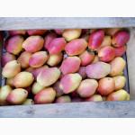 Продам грушу Киргизку