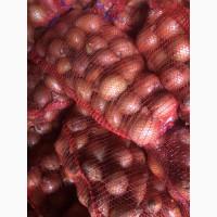 Продам цибулю оптом